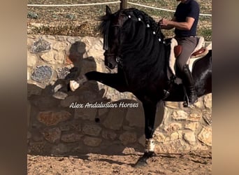 PRE Mestizo, Semental, 8 años, 165 cm, Castaño oscuro