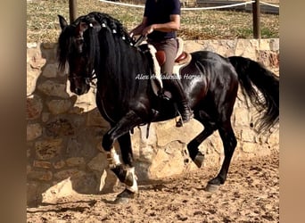 PRE Mestizo, Semental, 8 años, 165 cm, Castaño oscuro