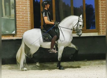 PRE Mestizo, Semental, 8 años, 165 cm, Tordo