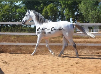 PRE Mestizo, Semental, 8 años, 165 cm, Tordo
