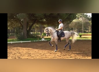 PRE Mestizo, Semental, 8 años, 165 cm, Tordo rodado