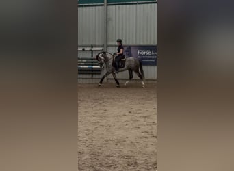 PRE, Semental, 8 años, 165 cm, Tordo rodado