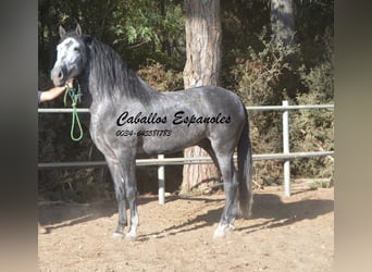 PRE, Semental, 8 años, 166 cm