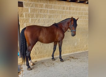PRE Mestizo, Semental, 8 años, 166 cm, Castaño