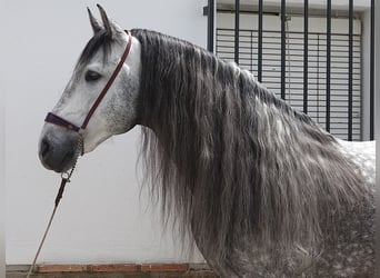 PRE Mestizo, Semental, 8 años, 166 cm, Tordo
