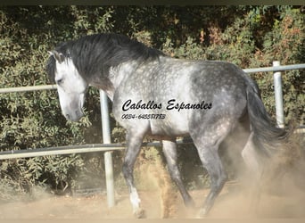 PRE Mestizo, Semental, 8 años, 166 cm, Tordo rodado