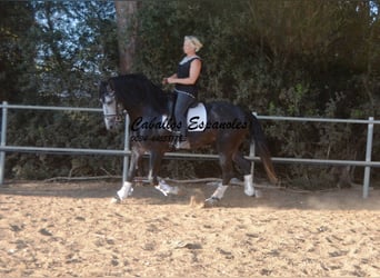 PRE Mestizo, Semental, 8 años, 166 cm, Tordo rodado
