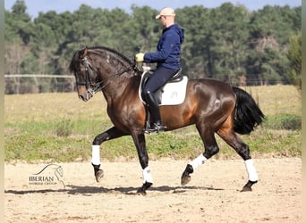 PRE Mestizo, Semental, 8 años, 167 cm, Castaño