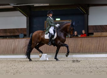 PRE Mestizo, Semental, 8 años, 167 cm, Castaño