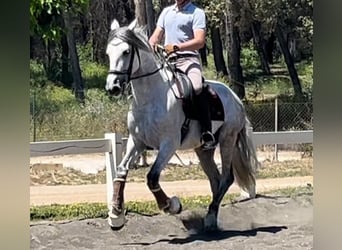 PRE, Semental, 8 años, 167 cm, Tordo