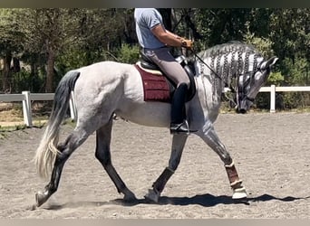 PRE, Semental, 8 años, 167 cm, Tordo