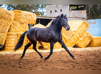 PRE Mestizo, Semental, 8 años, 168 cm, Negro