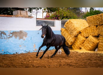 PRE Mestizo, Semental, 8 años, 168 cm, Negro