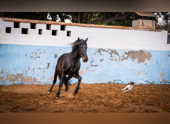 PRE Mestizo, Semental, 8 años, 168 cm, Negro