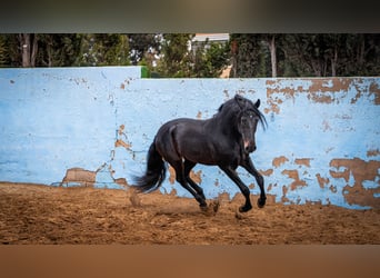 PRE Mestizo, Semental, 8 años, 168 cm, Negro