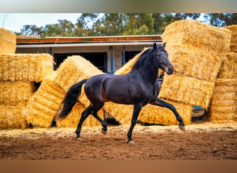 PRE Mestizo, Semental, 8 años, 168 cm, Negro