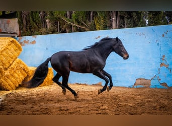 PRE Mestizo, Semental, 8 años, 168 cm, Negro