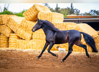 PRE Mestizo, Semental, 8 años, 168 cm, Negro