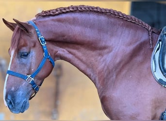 PRE, Semental, 8 años, 170 cm, Alazán