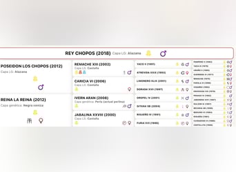 PRE, Semental, 8 años, 171 cm, Palomino