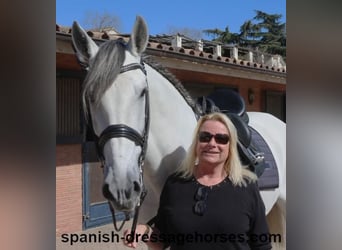 PRE Mestizo, Semental, 8 años, 171 cm, Tordo