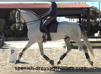 PRE Mestizo, Semental, 8 años, 171 cm, Tordo