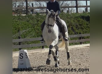 PRE Mestizo, Semental, 8 años, 171 cm, Tordo