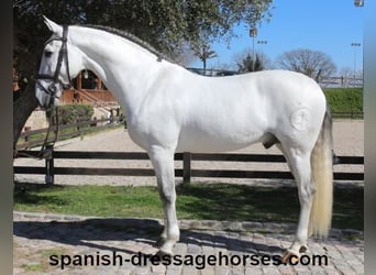 PRE Mestizo, Semental, 8 años, 171 cm, Tordo