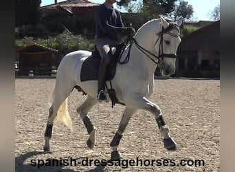 PRE Mestizo, Semental, 8 años, 171 cm, Tordo