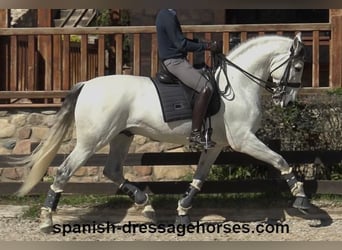 PRE Mestizo, Semental, 8 años, 171 cm, Tordo