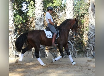 PRE, Semental, 8 años, 172 cm, Castaño
