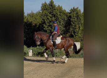 PRE Mestizo, Semental, 8 años, 172 cm, Castaño oscuro