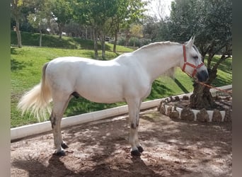 PRE Mestizo, Semental, 8 años, 172 cm, Tordo