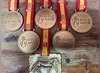 PRE Mestizo, Semental, 8 años, 172 cm, Tordo