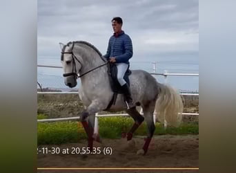PRE, Semental, 8 años, 172 cm, Tordo picazo