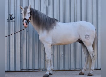 PRE Mestizo, Semental, 8 años, 173 cm, Tordo