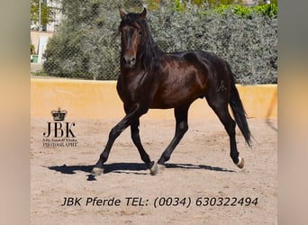 PRE Mestizo, Semental, 8 años, 174 cm, Castaño