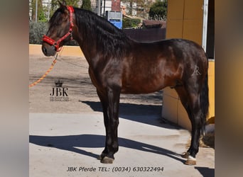 PRE Mestizo, Semental, 8 años, 174 cm, Castaño