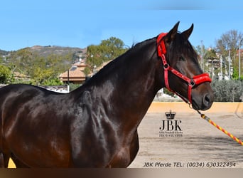 PRE Mestizo, Semental, 8 años, 174 cm, Castaño