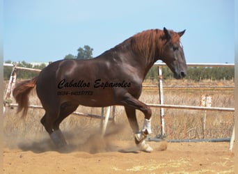 PRE, Semental, 8 años, 176 cm, Alazán