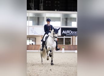 PRE, Semental, 9 años, 160 cm