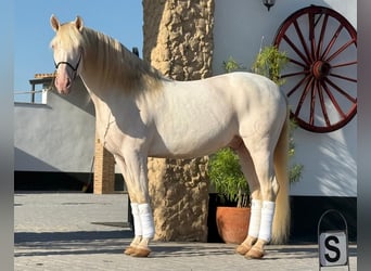 PRE Mestizo, Semental, 9 años, 160 cm, Cremello
