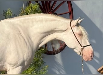 PRE Mestizo, Semental, 9 años, 160 cm, Cremello