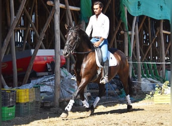 PRE, Semental, 9 años, 160 cm, Negro
