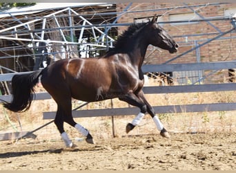 PRE, Semental, 9 años, 160 cm, Negro