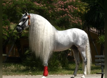 PRE, Semental, 9 años, 161 cm, Tordo