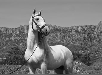 PRE Mestizo, Semental, 9 años, 161 cm, White/Blanco