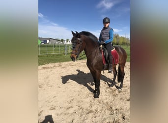 PRE Mestizo, Semental, 9 años, 162 cm, Castaño