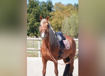 PRE Mestizo, Semental, 9 años, 163 cm, Palomino
