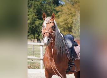 PRE Mestizo, Semental, 9 años, 163 cm, Palomino